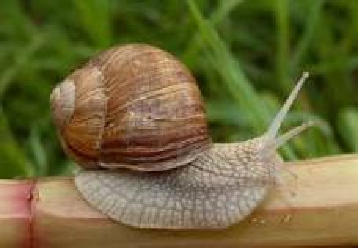 Snails from Bulgaria